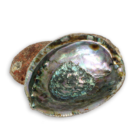 Abalone Shell Bowl for Clearing